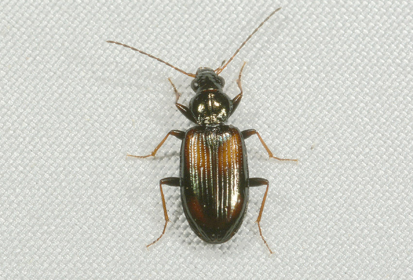 Carabidae:  Ocydromus (Euperyphus) scapularis e Ocydromus (Peryphus) sp.